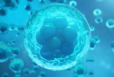 3D Rendering human or animal cells on blue background. Concept Early stage embryo Medicine scientific concept, Stem cell research and treatment